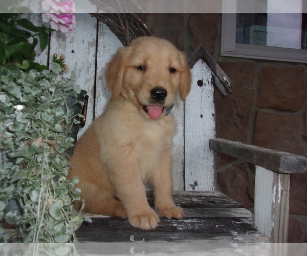 Medium Photo #2 Golden Retriever Puppy For Sale in SUGARCREEK, OH, USA