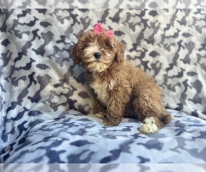 Cavapoo Puppy for sale in LAKELAND, FL, USA