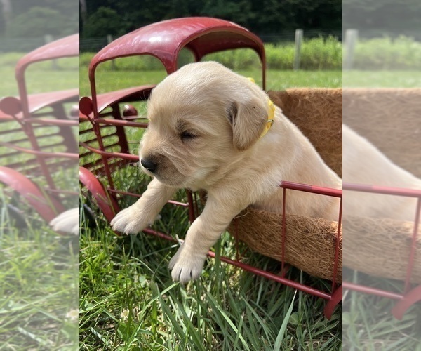Medium Photo #2 Golden Retriever Puppy For Sale in NEOLA, WV, USA