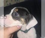 Small Photo #67 Olde English Bulldogge Puppy For Sale in HAMLER, OH, USA
