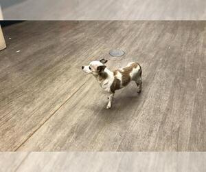 Chihuahua Dogs for adoption in Pasadena, CA, USA
