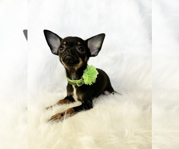 Medium Photo #6 Chihuahua Puppy For Sale in SACRAMENTO, CA, USA