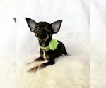 Small #5 Chihuahua