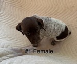 Puppy Puppy 1 German Shorthaired Pointer