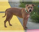 Small #2 American Pit Bull Terrier Mix
