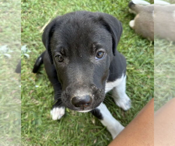 Medium Photo #3 Labrador Retriever-Unknown Mix Puppy For Sale in Garner, NC, USA