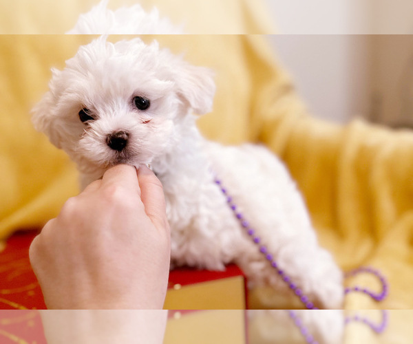Medium Photo #3 Maltese Puppy For Sale in CHARLOTTE, NC, USA