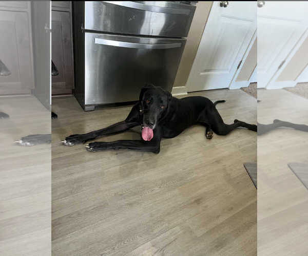 Medium Photo #4 Great Dane Puppy For Sale in MIDWAY, UT, USA