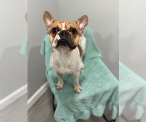 French Bulldog Dogs for adoption in Oak Bluffs, MA, USA