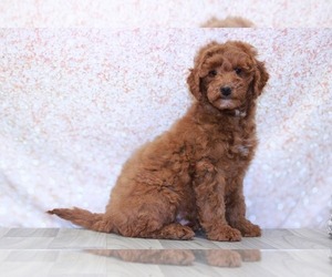 Goldendoodle (Miniature) Puppy for sale in MARIETTA, GA, USA