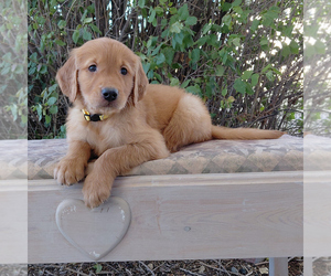 Golden Retriever Puppy for sale in PEYTON, CO, USA