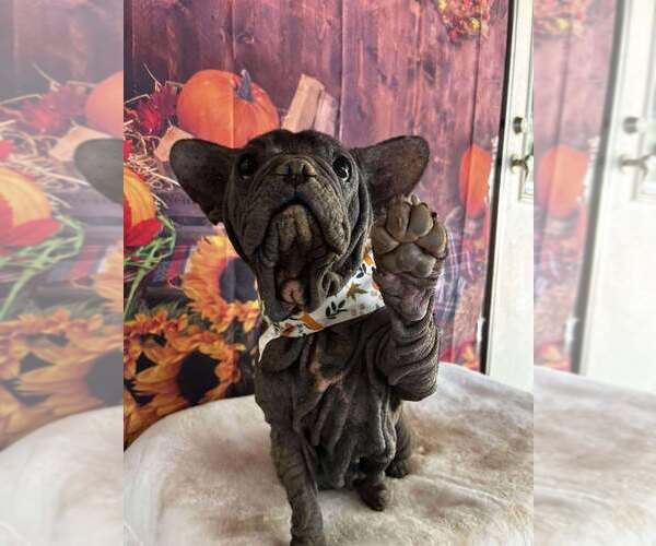 Medium Photo #5 French Bulldog Puppy For Sale in New York, NY, USA
