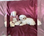 Small Photo #5 Poodle (Miniature) Puppy For Sale in SPARTA, KY, USA