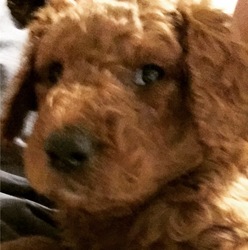 Goldendoodle-Poodle (Standard) Mix Puppy for sale in CAIRO, GA, USA