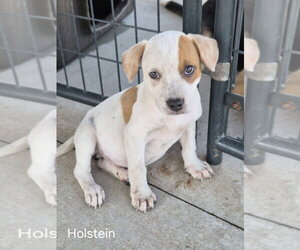 French Bulldog-Unknown Mix Dogs for adoption in Bolivar, MO, USA