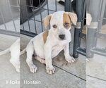 Holstein - Female French Bulldog-Unknown Mix Dog for Adoption - Small photo