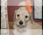 Small Photo #13 Poodle (Standard) Puppy For Sale in MUSKEGON, MI, USA