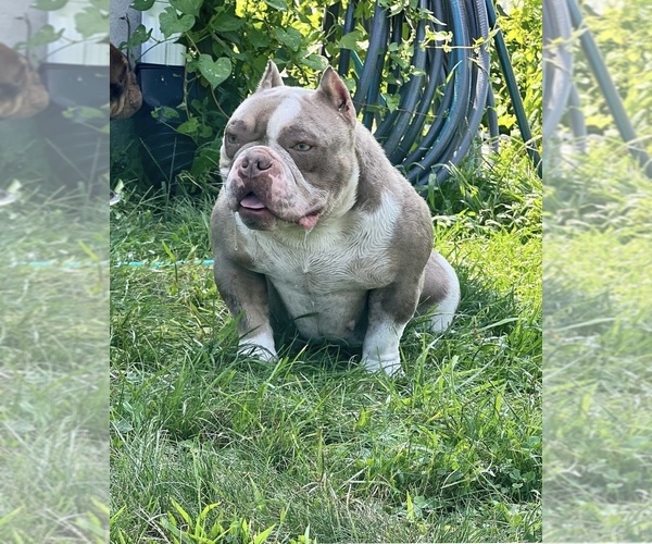 Medium Photo #1 American Bully Puppy For Sale in WILLIMANTIC, CT, USA