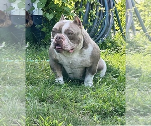Father of the American Bully puppies born on 12/15/2022