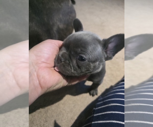 Medium Photo #37 French Bulldog Puppy For Sale in BLANCA, CO, USA