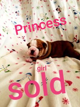 Medium Photo #2 Bulldog Puppy For Sale in ALBUQUERQUE, NM, USA