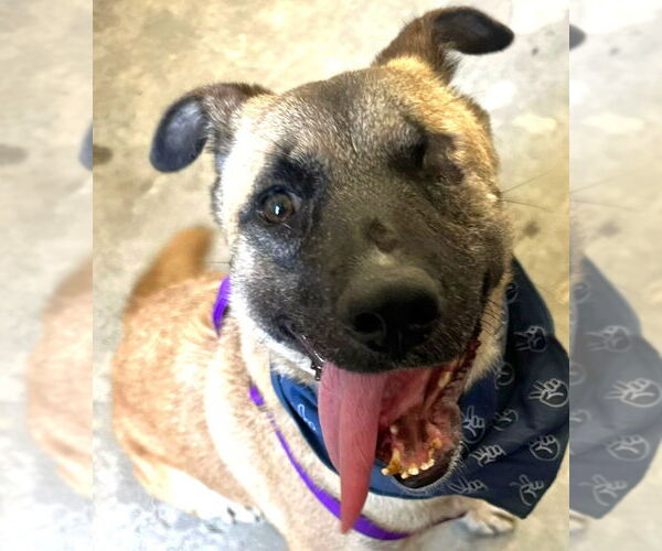 Medium Photo #1 German Shepherd Dog-Unknown Mix Puppy For Sale in Lake Forest, CA, USA