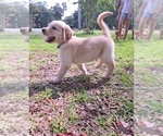 Puppy Light Blue Golden Irish