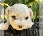 Small #11 Maltese