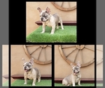 Small French Bulldog