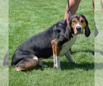 Small Photo #5 Coonhound Puppy For Sale in Huntley, IL, USA