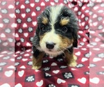 Small Photo #3 Bernese Mountain Dog Puppy For Sale in DUNDEE, OH, USA