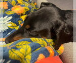 Small #14 Doberman Pinscher
