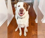 Small #1 Great Pyrenees Mix