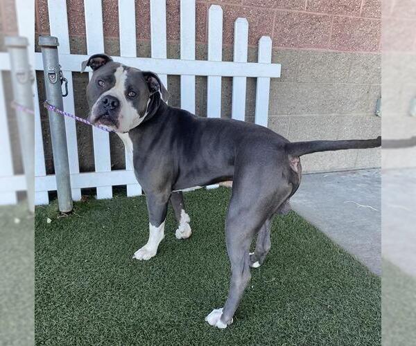 Medium Photo #1 Mutt Puppy For Sale in Modesto, CA, USA