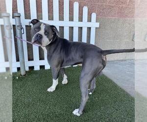 Mutt Dogs for adoption in Modesto, CA, USA