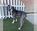 *FISHER - Male Mutt Dog for Adoption - Small photo