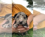 Small Photo #19 Catahoula Leopard Dog Puppy For Sale in BUSHNELL, IL, USA