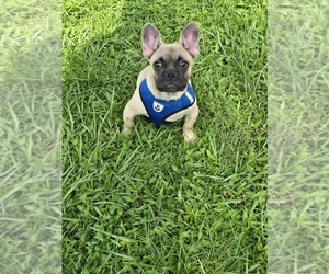 French Bulldog Puppy for sale in NORTH PORT, FL, USA