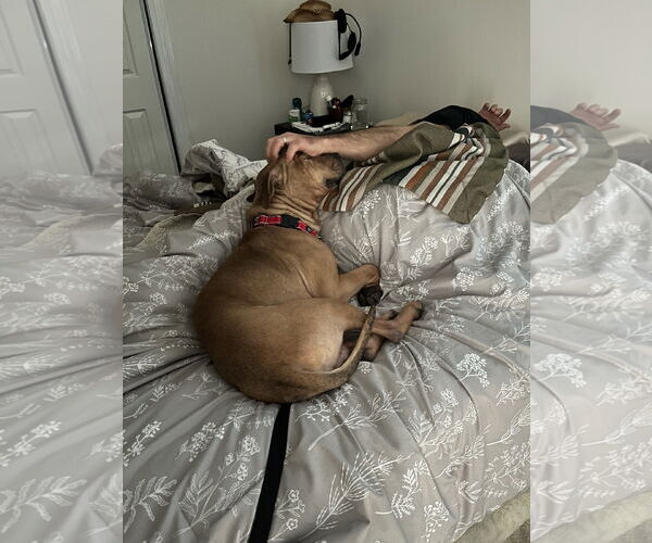 Medium Photo #2 American Pit Bull Terrier-Unknown Mix Puppy For Sale in Brooklyn, NY, USA