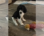 Puppy Dark knight English Springer Spaniel
