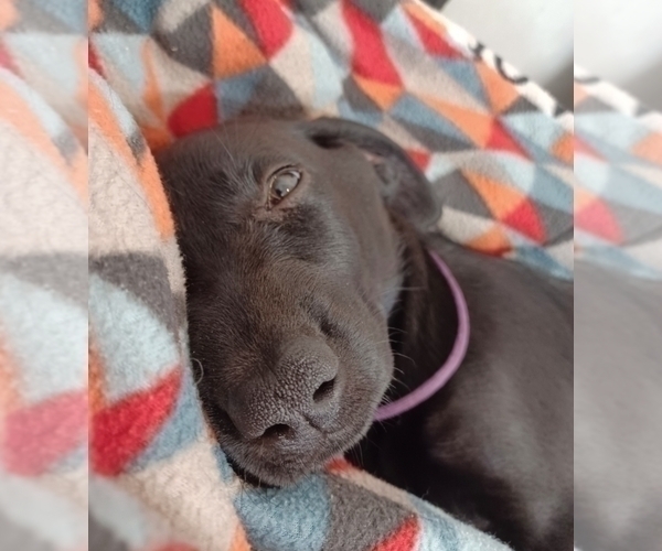 Medium Photo #3 German Shepherd Dog-Weimaraner Mix Puppy For Sale in PALMETTO, FL, USA