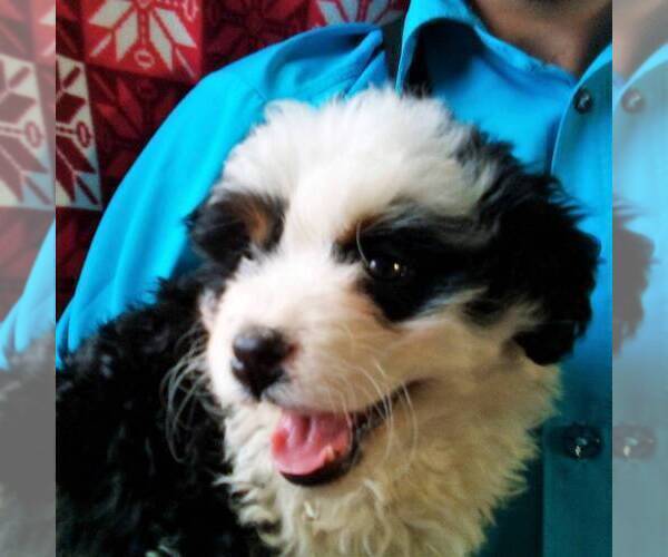 Medium Photo #1 Miniature Bernedoodle Puppy For Sale in NEWAYGO, MI, USA