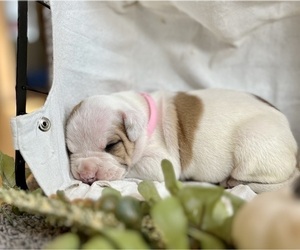 American Bulldog Puppy for Sale in BELLE FOURCHE, South Dakota USA