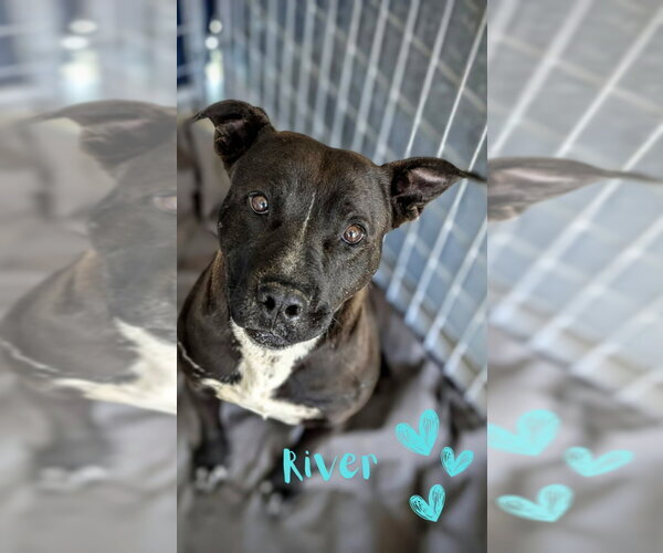 Medium Photo #8 Mutt Puppy For Sale in Monte Vista, CO, USA