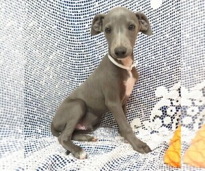 Medium Italian Greyhound