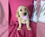 Small #1 Golden Retriever