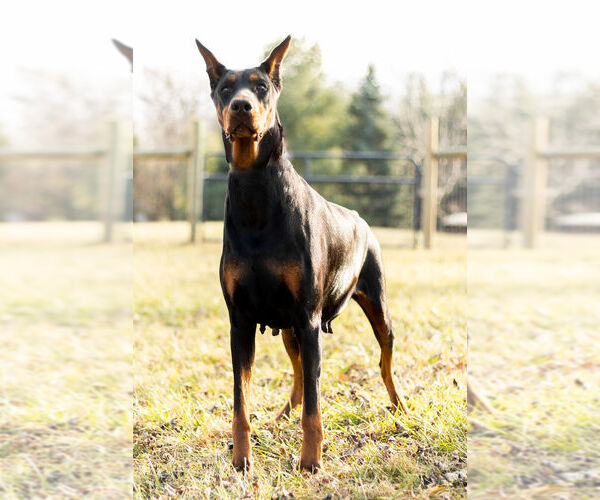 Medium Photo #7 Doberman Pinscher Puppy For Sale in WARSAW, IN, USA