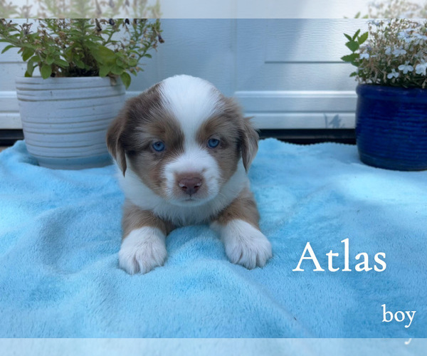 Medium Photo #1 Miniature Australian Shepherd Puppy For Sale in PIERCE, CO, USA