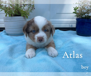 Miniature Australian Shepherd Puppy for sale in PIERCE, CO, USA
