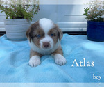 Small Miniature Australian Shepherd